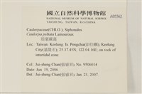 盾葉蕨藻藏品圖，第2張