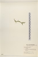 盾葉蕨藻藏品圖，第3張