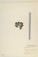 登錄號:A00005563藏品圖，第3張