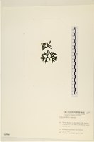 登錄號:A00005564藏品圖，第3張
