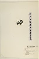 登錄號:A00005565藏品圖，第3張