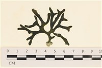 登錄號:A00005565藏品圖，第1張
