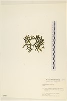 登錄號:A00005566藏品圖，第3張