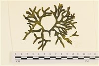 登錄號:A00005566藏品圖，第1張