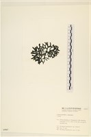 登錄號:A00005567藏品圖，第3張