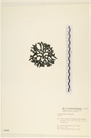 登錄號:A00005568藏品圖，第3張