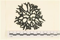 登錄號:A00005568藏品圖，第1張