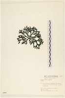 登錄號:A00005569藏品圖，第3張