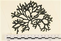登錄號:A00005569藏品圖，第1張