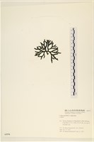 登錄號:A00005570藏品圖，第3張