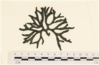 登錄號:A00005570藏品圖，第1張