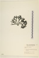 登錄號:A00005571藏品圖，第3張