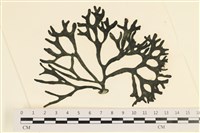 登錄號:A00005571藏品圖，第1張