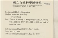 阿拉伯松藻藏品圖，第2張