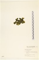 阿拉伯松藻藏品圖，第3張