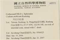 阿拉伯松藻藏品圖，第2張