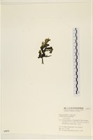 阿拉伯松藻藏品圖，第3張