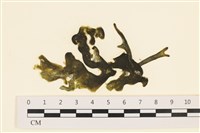 阿拉伯松藻藏品圖，第1張