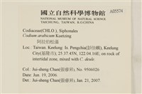 阿拉伯松藻藏品圖，第2張