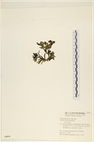 阿拉伯松藻藏品圖，第3張