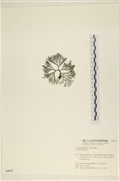 登錄號:A00005575藏品圖，第3張