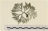 登錄號:A00005575藏品圖，第1張