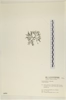 登錄號:A00005576藏品圖，第3張