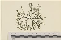 登錄號:A00005576藏品圖，第1張