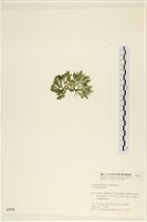 登錄號:A00005578藏品圖，第3張