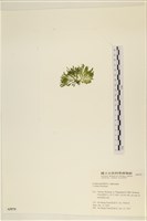 登錄號:A00005579藏品圖，第3張