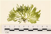 登錄號:A00005579藏品圖，第1張