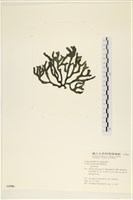 登錄號:A00005580藏品圖，第3張