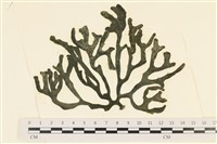 登錄號:A00005580藏品圖，第1張