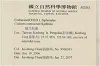 館號:A00005581藏品圖，第2張