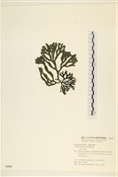 館號:A00005581藏品圖，第1張