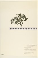 登錄號:A00005582藏品圖，第1張