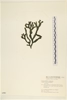 登錄號:A00005583藏品圖，第3張