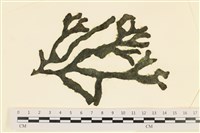 登錄號:A00005583藏品圖，第1張