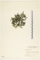 登錄號:A00005584藏品圖，第1張