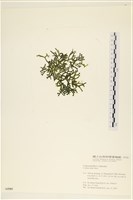 登錄號:A00005585藏品圖，第1張