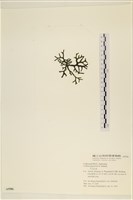 登錄號:A00005586藏品圖，第3張