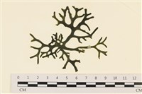 登錄號:A00005586藏品圖，第1張