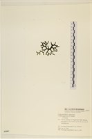 登錄號:A00005587藏品圖，第3張