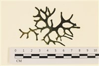 登錄號:A00005587藏品圖，第1張