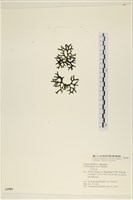登錄號:A00005589藏品圖，第3張