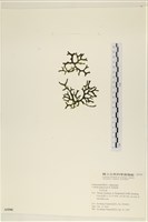 登錄號:A00005590藏品圖，第3張