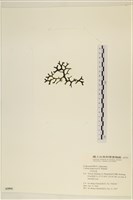 登錄號:A00005591藏品圖，第3張