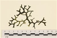 登錄號:A00005591藏品圖，第1張