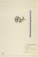 登錄號:A00005592藏品圖，第3張