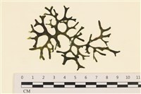 登錄號:A00005592藏品圖，第1張